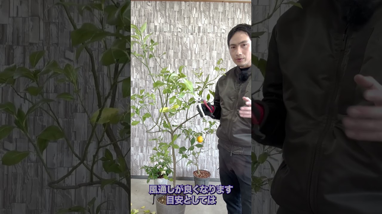 【レモン剪定】3月にこう切ると実がつきます！#レモン #剪定#園芸 #ガーデニング #柑橘