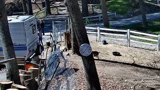 Goldy's Driveway Goats  130pm   ET Judy talk; then Judy leaves in car  4162024