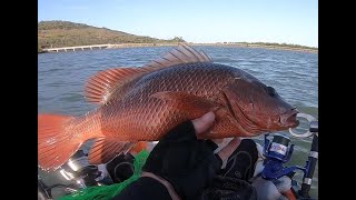preview picture of video 'Mangrove jack  46.5cm Causeway Lake'