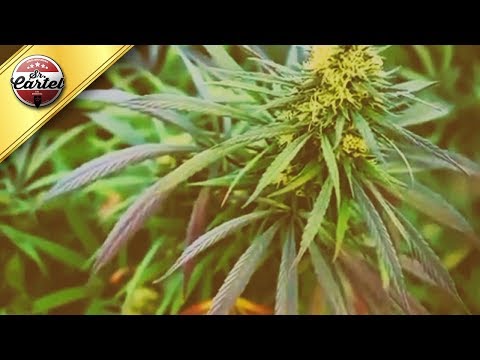 Sr. Cartel - María (Marihuana)