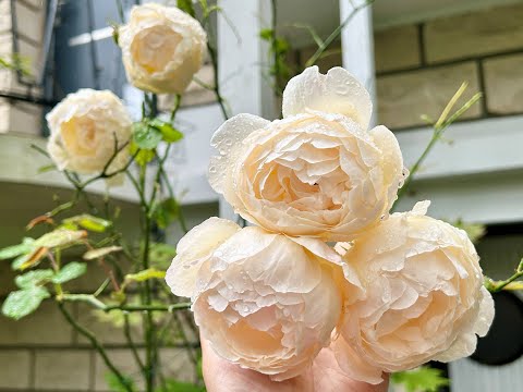 95 ROSES IN MY GARDEN (85 varieties, 32 David Austin roses)