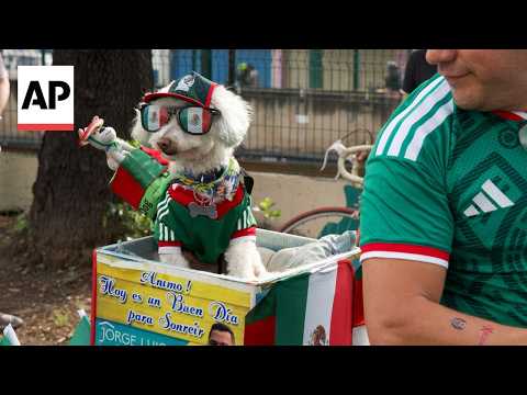 Rescue dog 'Osito' wearing Mexico jersey steals hearts at the World Cup