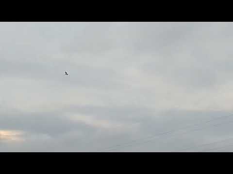 PAN INDIA #APNA272 #UP4850+ #LOVE MY UK7 #FLORA & FAUNA #EAGLES #GARUD #BAAJ