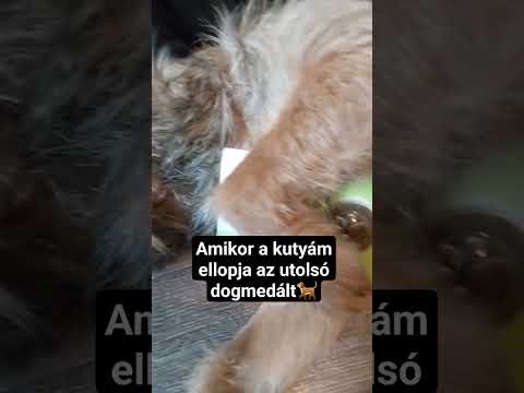 Vásárolj most a dogmedal.hu-n 🐕