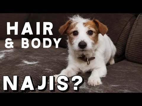 Is the Dog's Body & Hair Najis? My parents have a dog & spread impurity everywhere , how to live?