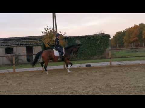 Quintana v. Quat Royal - Totilas 2018*