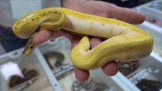 Jay's Travel Vlog: Tinley Park Reptile Expo by Prehistoric Pets TV