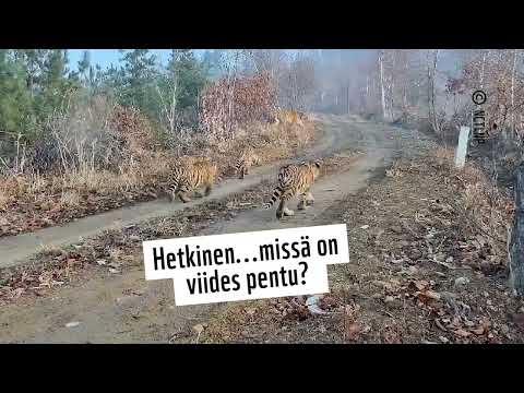 Viisi tiikerinpentua tallentui videolle Kiinassa