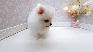 ポメラニアンの動画01