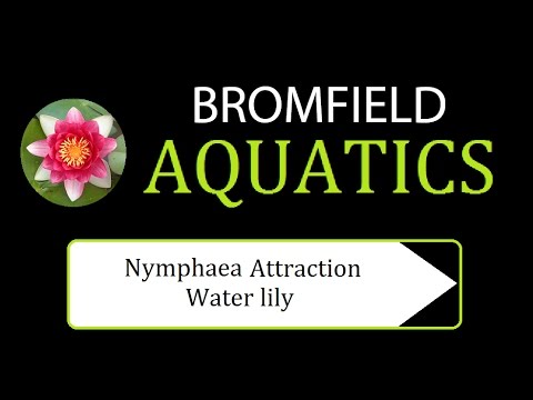 Nymphaea Attraction water lily aquatic pond plant