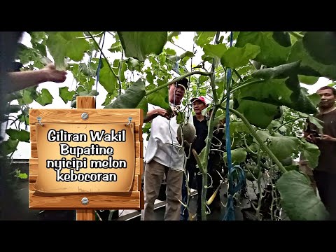 PANEN KE 2 MELON GOLDEN AROMA
