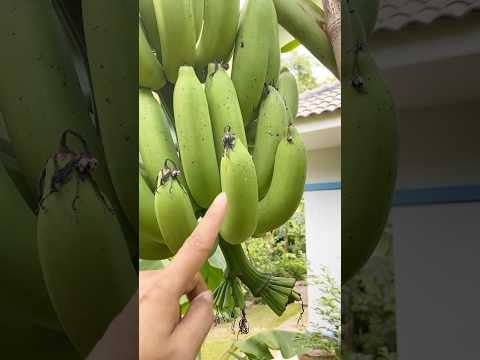 วิธีสังเกตกล้วยหอมทองแก่จัด?!?!?#กล้วยหอมทอง #ปลูกกล้วยหอมทอง #กล้วย #banana