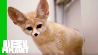 Charlie The Fennec Fox Is Back Home At The Bronx Zoo
