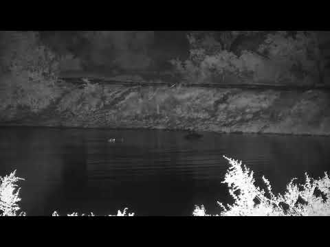 Djuma: Two Hippos in dam over by the dam wall - 02:48 - 11/01/2023