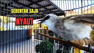 Download lagu Trucukan Gacor ROPEL PANJANG Saat Subuh COCOK untuk Pancingan Trucuk BAHAN dan MASTERAN TRUCUK Paud mp3 Download lagu Trucukan Gacor ROPEL PANJANG Saat Subuh COCOK untuk Pancingan Trucuk BAHAN dan MASTERAN TRUCUK Paud mp3