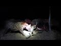 Hyenas eat Kudu alive *not for sensitive viewers*