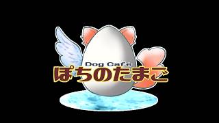 8/25　犬カフェ「ぽちのたまご」副店長代理!!!　#ストグラFV　#gta5 　#ゲーム実況　#キリコ　#kirico
