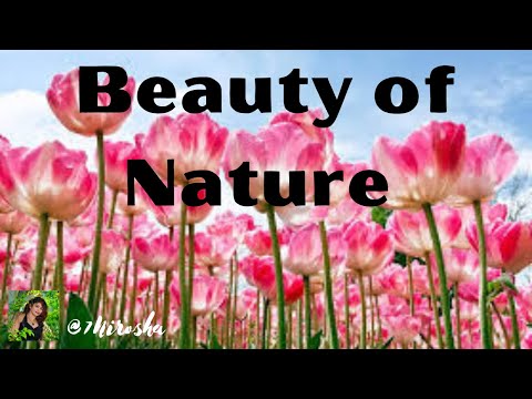 "Immerse Yourself in the Beauty of Nature | A Visual Journey"