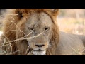 He Lives In You Lebo M Tanzania Safari Music Video