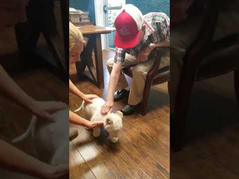 Not everyday i get to take Pop to play with a lion cub.