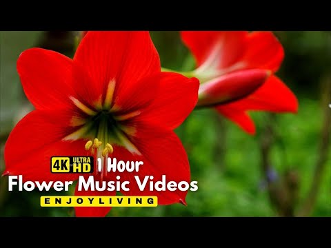 Gentle Blooming of Spring Flowers in 4K - Deep Relaxation to Spring Nature Colors & Sounds
