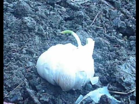 , title : 'Φυτεύω σκόρδο - How to plant garlic'