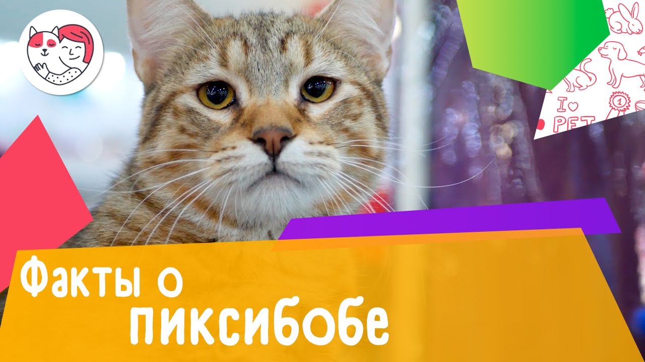 5 особенностей ухода за золотистым ретривером