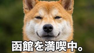 ハセストにも行ってみた。#柴犬#犬との暮らし#日常#面白い#かわいい#癒し#shibainu