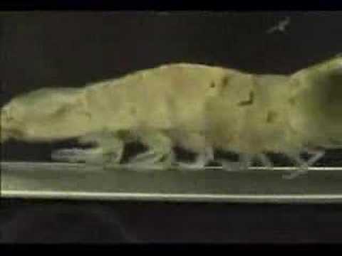 Škamp na tekočem traku