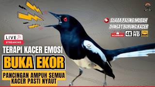 Download lagu SUARA BURUNG KACER GACOR NGEPLONG TARUNG KONSLET TERAPI AMPUH BUAT PANCINGAN KACER AGAR EMOSI mp3