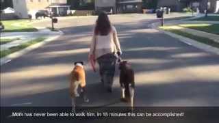 Getting A Barking Lunging Dog Chilled Out - The Calm K9 Dog Training