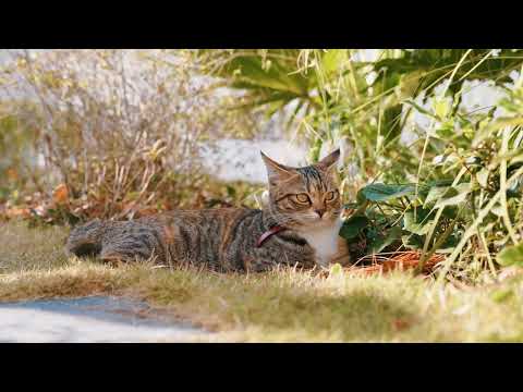 Amicura Auto-cleaning Cat Litter Box --  Electric Cat Toilet 2024 New