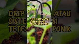 Download lagu Drip System or Hydroponic Drip Irrigation System #fyp #fypシ #trending #shorts #reels #hydroponics mp3 Download lagu Drip System or Hydroponic Drip Irrigation System #fyp #fypシ #trending #shorts #reels #hydroponics mp3