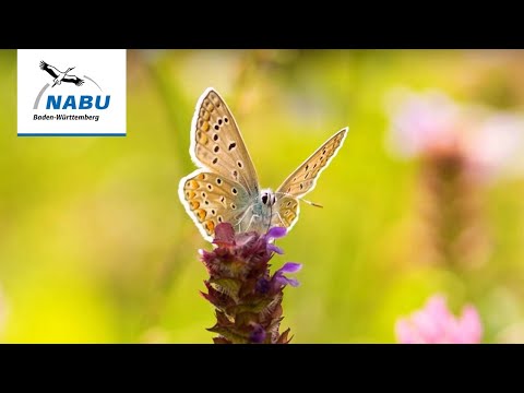 „Blühende Gärten“ in baden-württembergischen Pflegeeinrichtungen