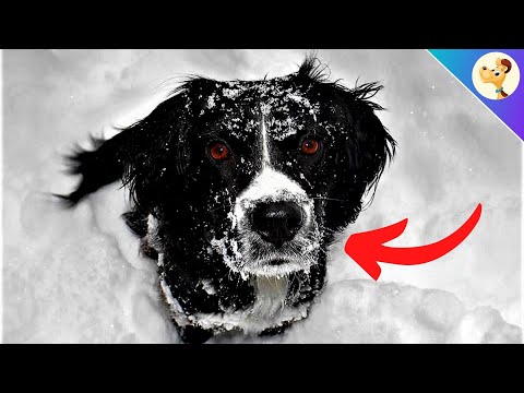 THIS is why your dog should never eat SNOW! ⚡️