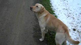 friendly dog joins me for a walk