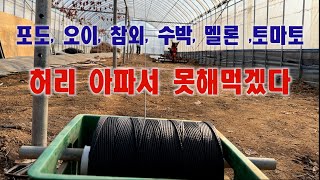 허리 아파서 못해먹겠다-평덕 설치, 포도, 오이, 참외, 수박, 멜론, 토마토