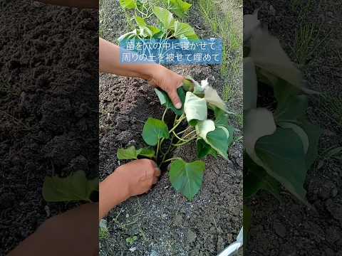  4月下旬の霜から植物を守るにはどうすればよいですか？若い植物を保存するための効果的な方法  庭園
