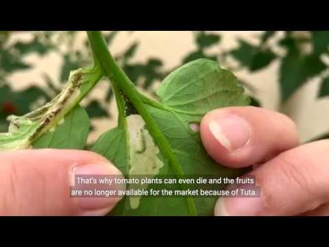 Research - biological control of Tuta absoluta with nematodes