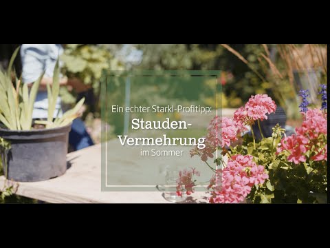 Stauden vermehren im Sommer