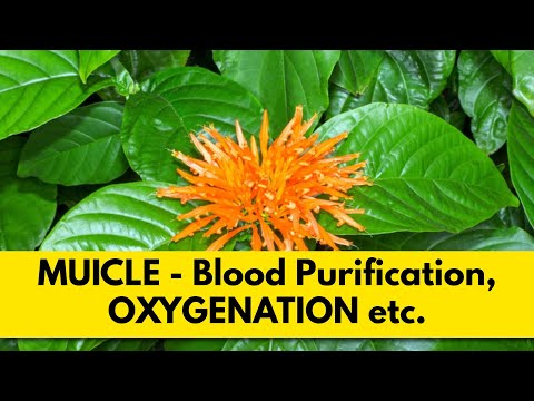 Muicle Uses And Side Effects