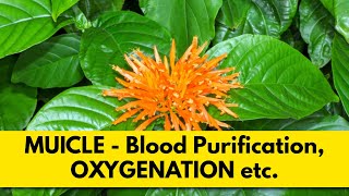 MUICLE Herb - Blood Purification, OXYGENATION, Wounds, MENSTRUAL, etc. (Dr. Sebi Approved Herb)