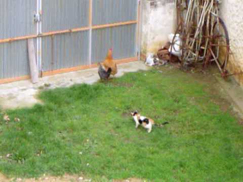 conociendo a las gallinas