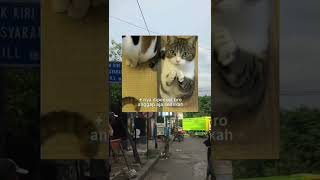 Download lagu STORY WA 30 DETIK TERBARU || STORY WA TERBARU || GEGEWEPRET STORY #storywa mp3 Download lagu STORY WA 30 DETIK TERBARU || STORY WA TERBARU || GEGEWEPRET STORY #storywa mp3