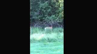preview picture of video 'Deer Close-up @ Riverside Country Club, Provo, UT'