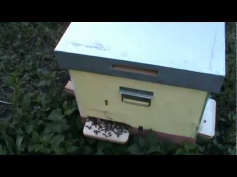 3/4 Continuam cu selectia si imperechierea matcilor nefecundate aduse de la Manastirea Tisa