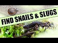 Find Backyard Slugs and Snails—Common Hiding Spots