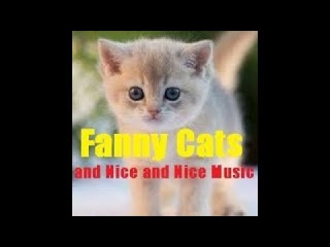 Fanny Cats and Nice Music