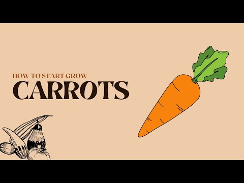 Carrot how to start growing in less then 2 minutes - tutorial