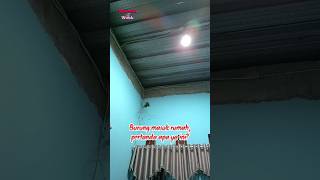 Download lagu Burung masuk rumah, pertanda apa ya ini #shorts mp3